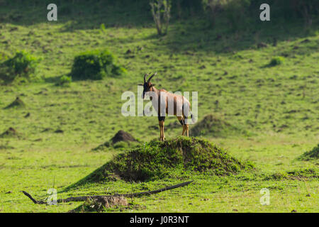 Topi (Damaliscus lunatus jimela) male standing on a termite mound, Masai Mara National Reserve, Kenya Stock Photo
