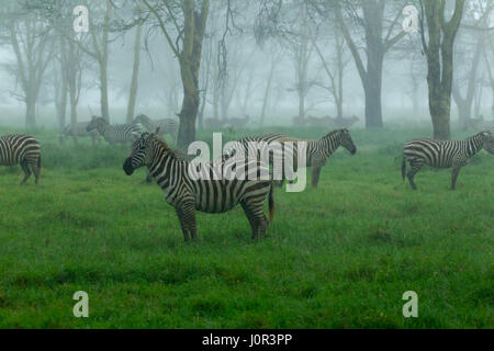 Common zebra (Equus burchellii) herh in the rain, Lake Nakuru National Park Kenya Stock Photo