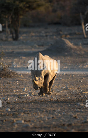 Black Rhino walking to a water hole. Stock Photo