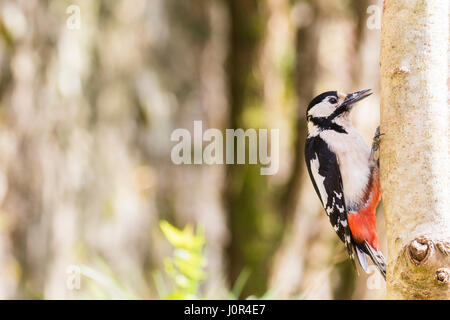 A female greater spotted woodpecker in a rural garden in mid Wales in spring. A female greater spotted woodpecker in a rural garden in mid Wales in spring.