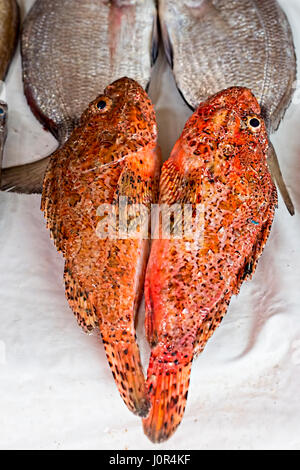 Red fish on seafood market, Essaouira village, Morocco Stock Photo