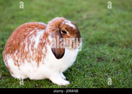 Brown white rabbit sitting on the grass on the farm Stock Photo