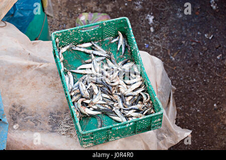Sardines in plastic container on fish market, Essaouira, Morocco, January 2017 Stock Photo