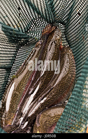 Rainbow trout in fishing net Stock Photo