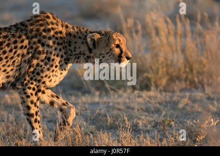 Cheetah in the morning light. Stock Photo