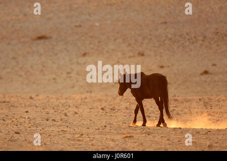 Wild Namibian Desert Horse. Stock Photo