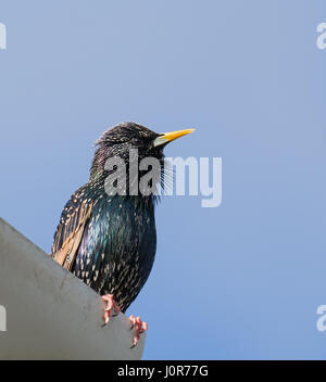 Common or European Starling in breeding plumage. Stock Photo