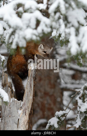Pine Marten / Baummarder ( Martes americana ), adult, climbing on an old broken tree in deep snow, Yellowstone NP, USA. Stock Photo