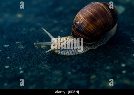 Closeup of a snail on a blue stone background. Stock Photo