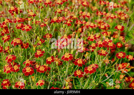 A background of a single type flowering marigold with lacey foliage known as a signet marigold. This particular variety is Scarlet, Scarlet. Botanical Stock Photo