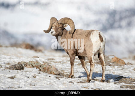 Rocky Mountain Bighorn Sheep / Dickhornschaf ( Ovis canadensis ), male adult, ram in snow, winter, Yellowstone National Park, USA. Stock Photo