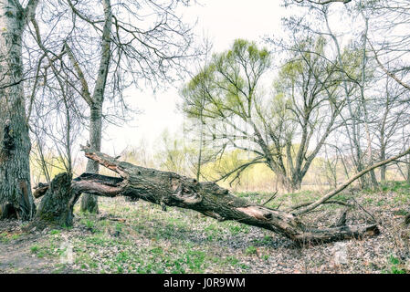 A broken tree in the woods in Kiev, Ukraine. It is spring time, leaves and grass are growing. Stock Photo