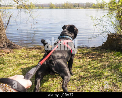 dog pulling skateboard harness