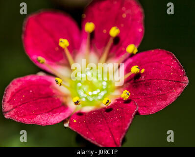 Saxifrage flower. Stock Photo