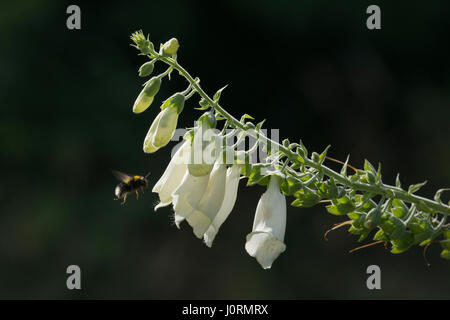 A Bumblebee Approaches a White Foxglove Stock Photo