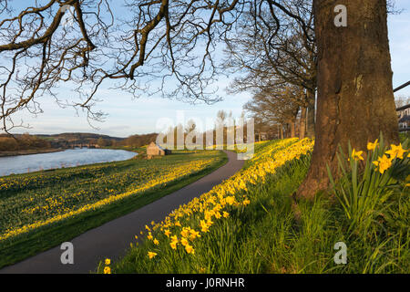 Drifts of Daffodils on the Banks of the River Dee in Aberdeen Stock Photo