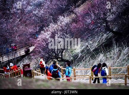 (170416) -- XINYUAN, April 16, 2017 (Xinhua) -- Tourists walk past flowering apricot trees in Turgen Township of Xinyuan County in Ili Kazakh Autonomous Prefecture, northwest China's Xinjiang Uygur Autonomous Region, April 16, 2017. Every April, the apricot flowers of Turgen have been a major attraction for tourists in Xinjiang. (Xinhua/Zhao Ge)(wjq) Stock Photo