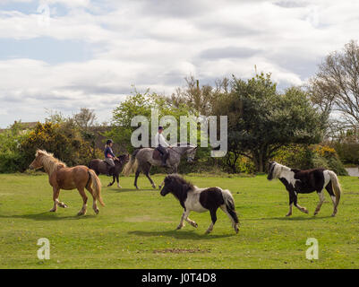 Parent and child horse riders mix with free roaming ponies in the New Forest national park, Hampshire, UK. Stock Photo