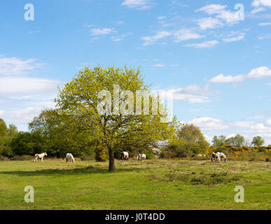 New Forest ponies gathering around a tree in spring sunshine, Hampshire. Stock Photo