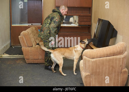 Ulmen, Germany. 21st Feb, 2017. An explosive detective dog during a set-up scenario in a bunker of the former ammunition depot at the service school of the Bundeswehr (German Armed Forces) in Ulmen, Germany, 21 February 2017. The Bundeswehr has around 300 dogs in operation worldwide. Photo: Thomas Frey/dpa/Alamy Live News Stock Photo