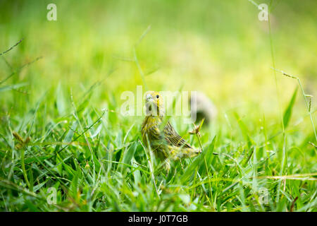 Asuncion, Paraguay. 16th Apr, 2017. A male saffron finch (Sicalis flaveola) forages in the grass during sunny afternoon in Asuncion, Paraguay. Credit: Andre M. Chang/Alamy Live News Stock Photo