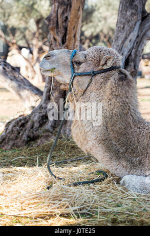 White camel lying down on Moroccan camel farm Stock Photo