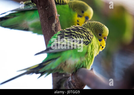 Green budgerigar parrots Stock Photo