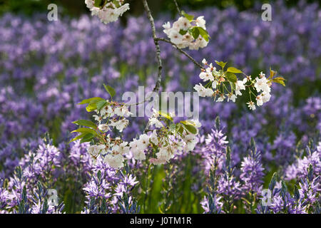 Prunus 'Ichiyo' blossom. Cherry blossom flowering against a background of Camassia flowers. Stock Photo