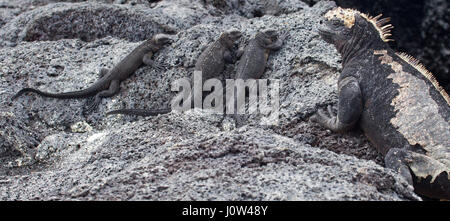 Baby marine iguanas with shedding adult iguana basking on lava rock in Galapagos National Park Stock Photo