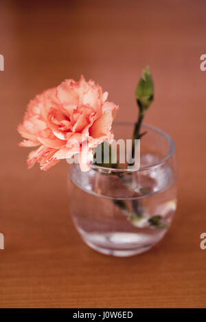 Carnation flower in a small glass with water Stock Photo