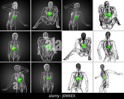 3d rendering medical illustration of the liver Stock Photo - Alamy