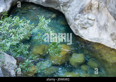 tree branch with leaves over pristine waters of mountain canyon blurred Stock Photo