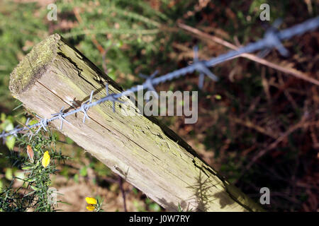 Barb wire fence Stock Photo