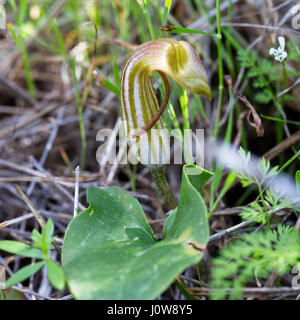 Friar's Cowl, also called Larus, (Arisarum vulgare), a single flower, Pegeia Forest, Paphos, Cyprus. Stock Photo