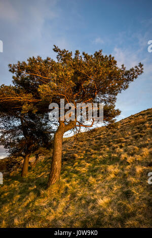 Scots Pine on Eccles Pike, Derbyshire, England. Glowing in the light of a spring sunset. Stock Photo