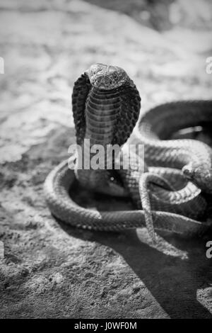 Black and white image of cobra snake tourist attraction, Morocco Stock Photo