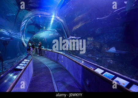 The tunnel under the sea in the Aquarium of the Bay at Pier 39, San Francisco, California, USA