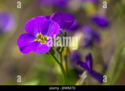 Flowering Aubretia plant Stock Photo