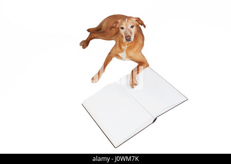 Brown dog lying by an open book. Animals training, education, erudition. Isolated on a white background. Stock Photo
