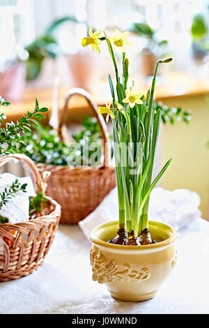 Daffodil pot on Easter table Stock Photo