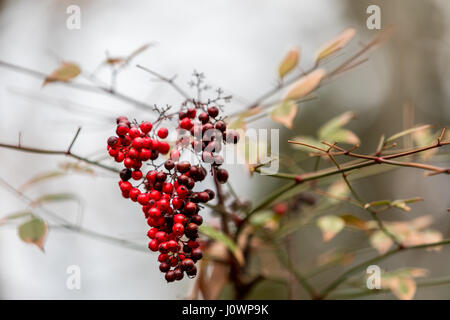 detail of red wild berries on a branch