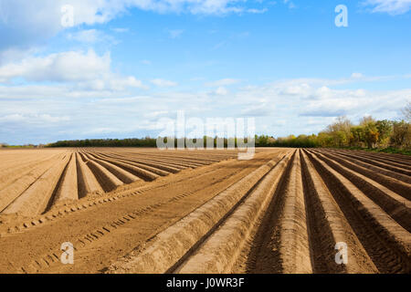 deep potato rows in a field in yorkshire near trees and woodland under a blue cloudy sky in springtime Stock Photo