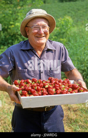 A senior man carries a flat of strawberries freshly picked from his garden in Plainfield, New Hampshire, United States. Stock Photo