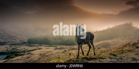 Wild roaming Deer. Taken one beautiful frosty morning in Glen Etive, Scottish Highlands. Stock Photo