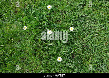 daisies growing in a lawn Stock Photo