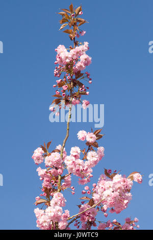 Japanese miniature cherry trees Prunus Kanzan blossoming in the springtime Stock Photo