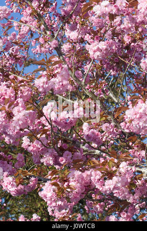 Japanese miniature cherry trees Prunus Kanzan blossoming in the springtime Stock Photo