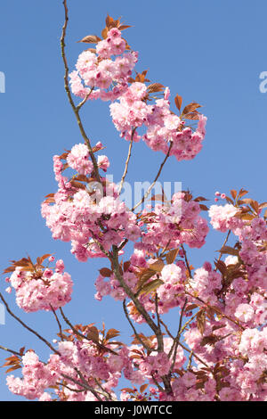 Japanese miniature cherry trees Prunus Kanzan blossoming in the springtime Stock Photo