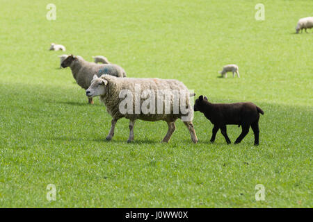 Little black lamb follows his mother in a grassy pasture surrounded by other sheep in rural England Stock Photo