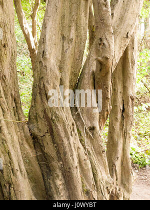 Twisted Trees Bending Over Each Other in the Forest in the Nice Summer Light of Day Time and Plenty of Detail and Texture and Colour Stock Photo